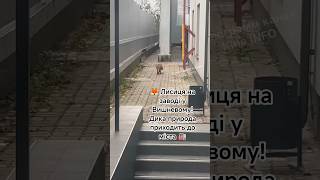 Лисиця На Заводі У Вишневому Дика Природа Приходить До Міста