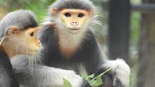 Langur Monkeys A Genus Of Old World Monkeys