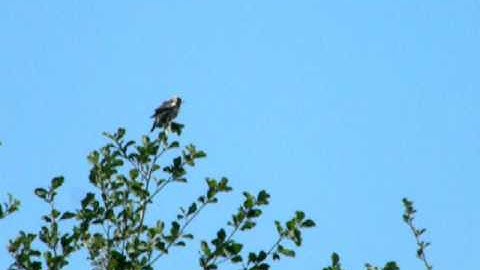 Bobolink Singing, Howard County, April 30, 2011