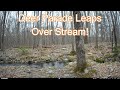 Deer Parade Leaps Over Stream!