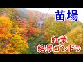 【絶景🍁紅葉】Beautiful Japanese Autumn Leaves: Naeba Dragondola, Niigata Prefecture/苗場ドラゴンドラで空中散歩！自然を楽しむ♪