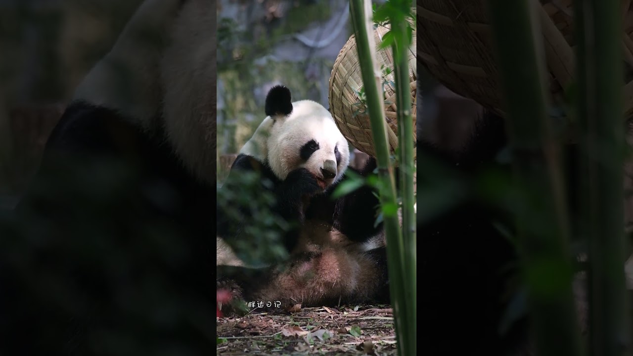 傲傲（贤贤崽的爸爸）吃窝窝头😋傲傲到基地来做贡献，要多吃点！