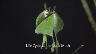 Life Cycle of the Luna Moth