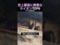 史上最高に無害なライオンTOP6のサムネイル
