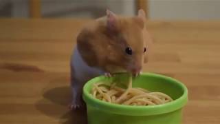 My Hamster is Italian!