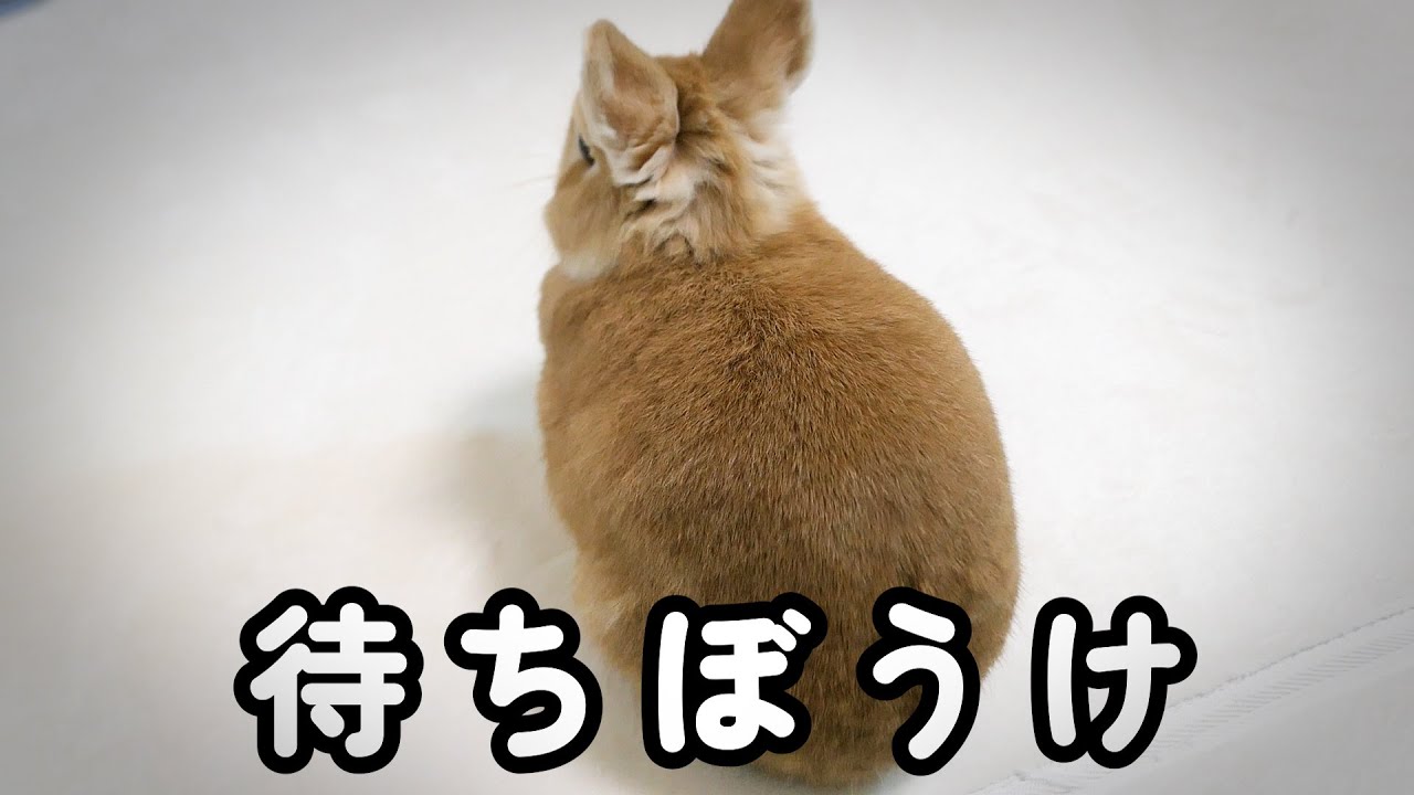 飼い主を健気に待ち続けるうさぎに涙 - YouTube