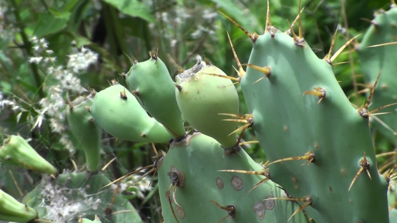 Prickly pear cactus Opuntia