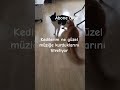 #cat #kedi #Kitten#funnycats #keşfet #Kedilerim ne müzığe kuyruklarını ne güzel titretiyor