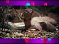 LA SERPIENTE VENENOSA MÁS GRANDE DEL MUNDO