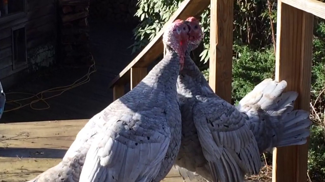 adolescent turkey behavior YouTube