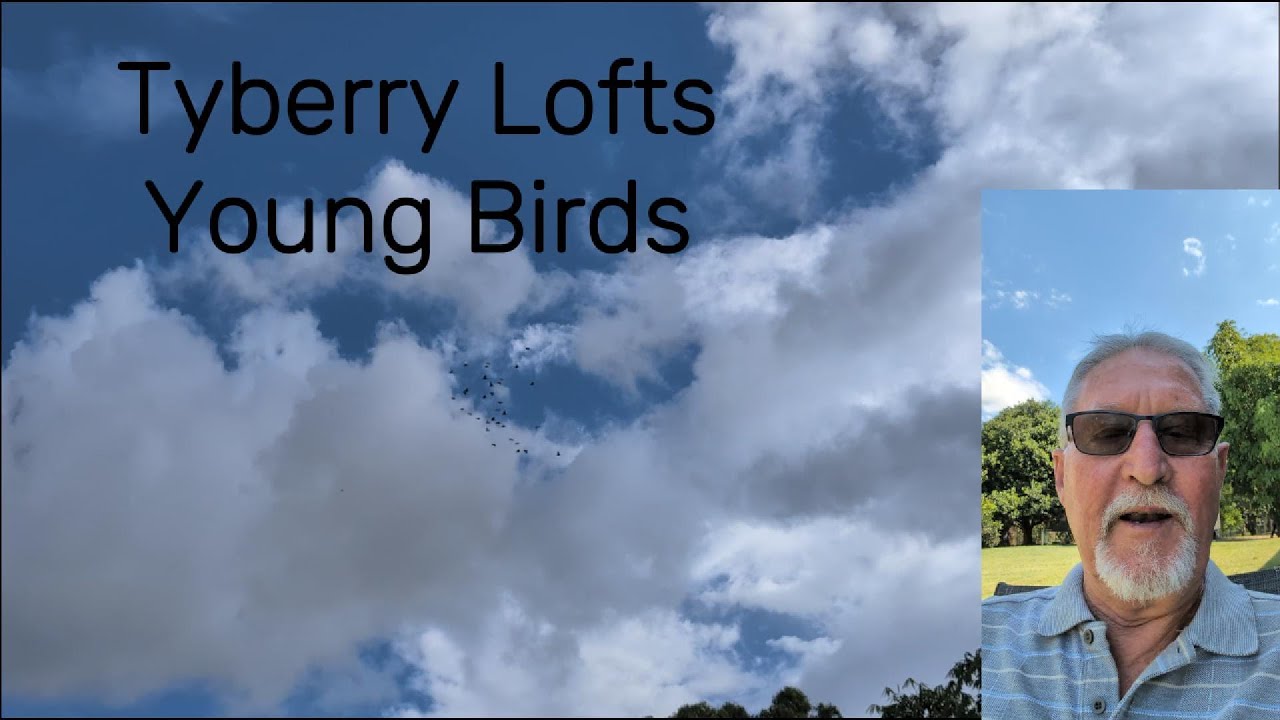 Young bird breeding Moulting