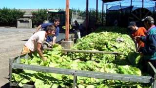 Squadra Rumena a Viterbo - Tabacco  alta qualità