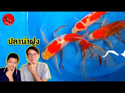 โคเมท นำฝูงบ่อปลาคาร์ฟ ทางลัดปลาเชื่อง l คุณพ่อคราฟ EP.37