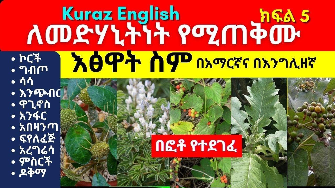 ለመድሃኒትነት የሚጠቅሙ እፅዋት ስም - Names of Ethiopian medicinal plants and herbs - Part 5