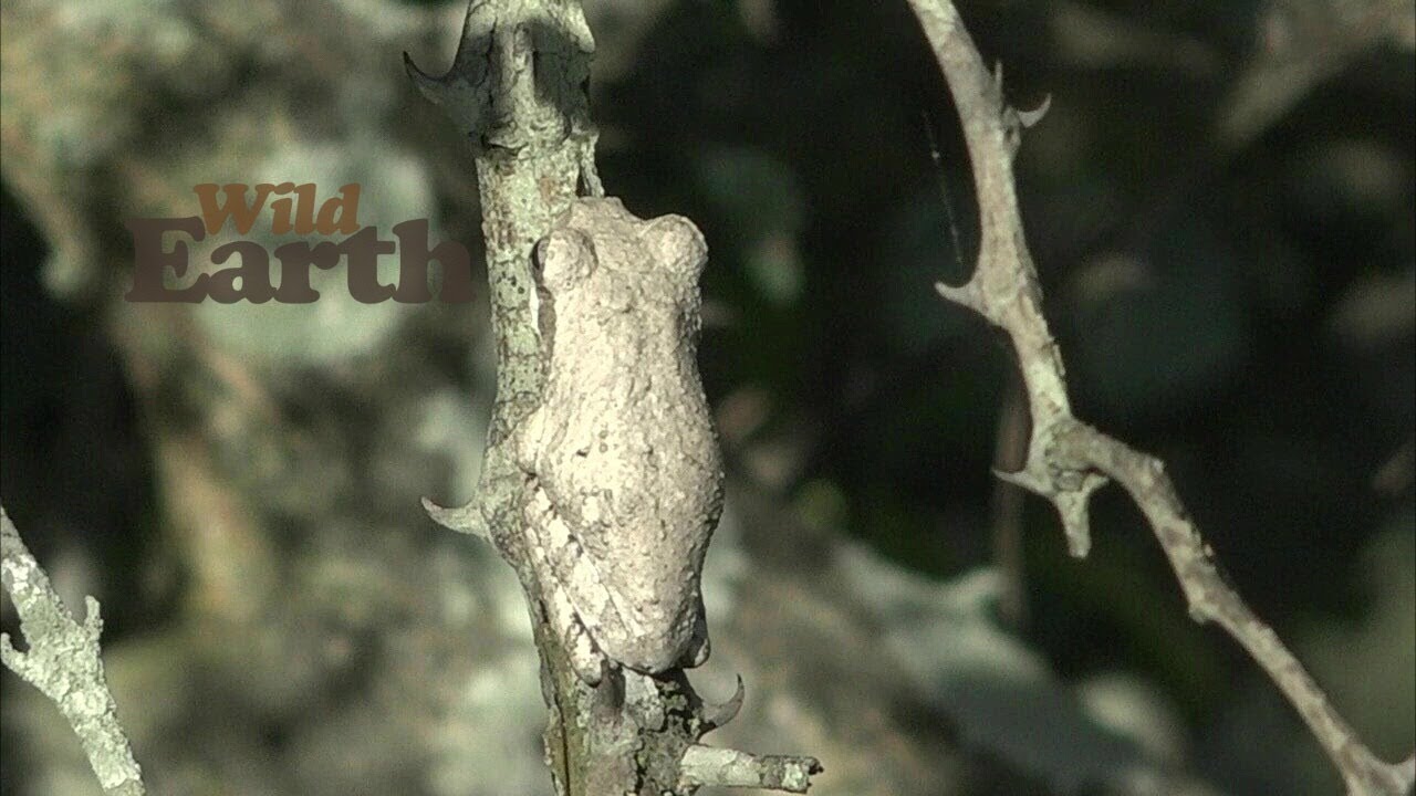 WildEarth Sunrise 15 March 2021 YouTube