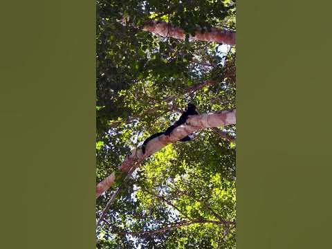 What Does a Howler Monkey Sound Like? - YouTube