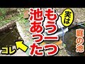 【庭の池】 もう一つあった放置した池の中を探ってみよう#38 2017.10.17