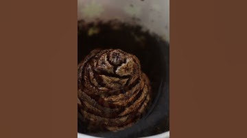 Sequoia from seed to seedling, tree  🌲 HD