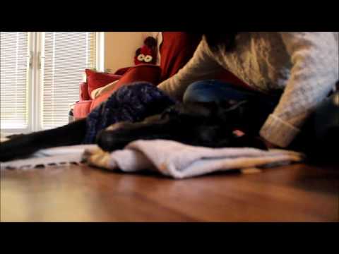 giving-your-dog-a-herbal-tea-bed-bath-*read-description-below*