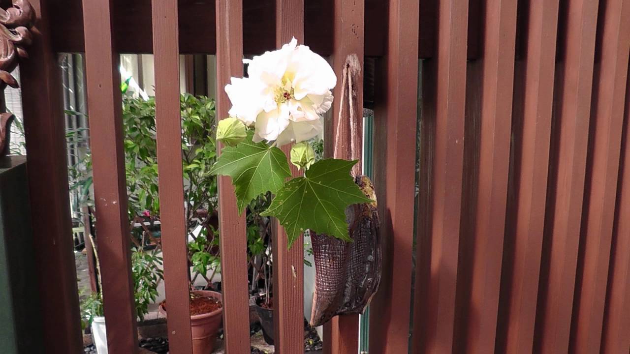秋の花を活ける Youtube