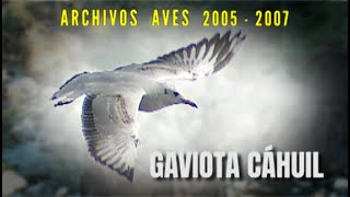 GAVIOTA CÁHUIL - Archivos Aves 2005 - 2007