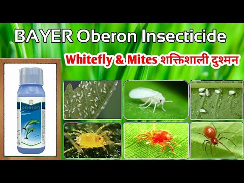 Spiromesifen 240 SC Insecticide | Bayer Oberon | Insecticide | Yellow Mites, Pink mite |