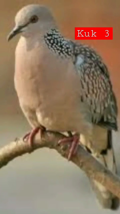 suara merpati cooing terbaik #shorts #feedshorts