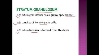 Stratum granulosum
