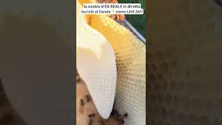 💨 Come si faceva una volta: Monika tra fumo e api! 🍯 #miele