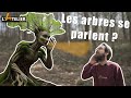 LES SECRETS DE LA COMMUNICATION DES ARBRES 🌳📢 - Le Wood Wide Web 🌐