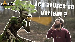 LES SECRETS DE LA COMMUNICATION DES ARBRES 🌳📢 - Le Wood Wide Web 🌐