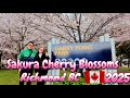 2025 Cherry Blossom 🌸 🌸🌸 Sakura - Garry Point Park Steveston Richmond BC Canada 🇨🇦 April 5, 2025