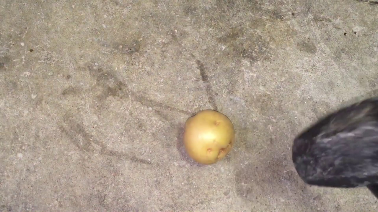 Potato VS Hammer Mallet
