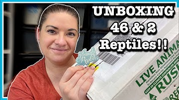 UNBOXING MULTIPLE BALL PYTHONS from 46 & 2 Reptiles | Snake Unboxing | Ball Python Breeding