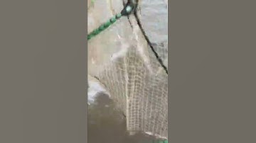 Đặt lú(12 cửa ngục)bắt cua biển và tôm