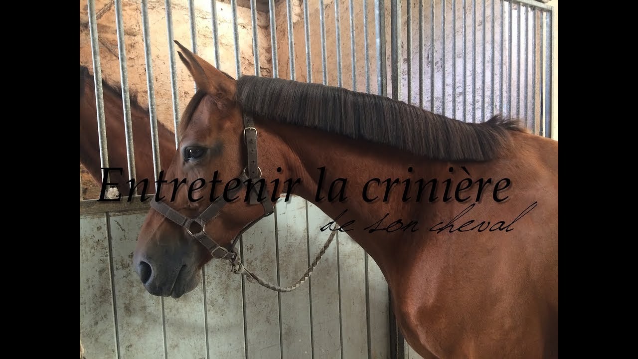 Peigne pour chevaux 31 dents HEINIGER