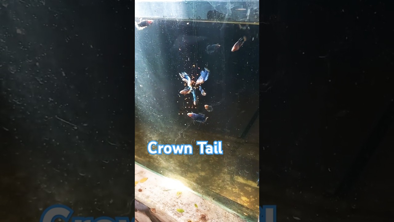 Crown tail Betta growth tip's