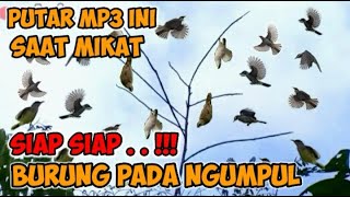 SUARA PIKAT MP3 SEMUA JENIS BURUNG PALING AMPUH BURUNG RIBUT KOMBINASI BURUNG KECIL #mikatburung