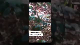 🐒 Monkey Play on the Hiking Trail 🧑‍🦯