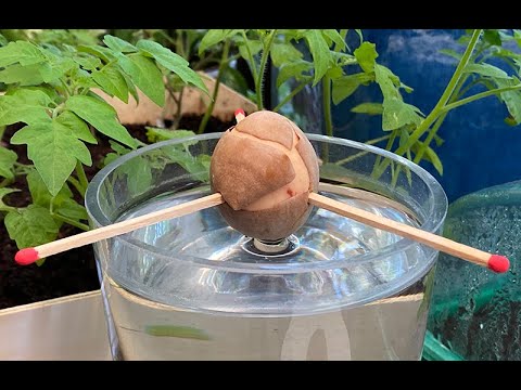 Vidéo: 3 façons de frapper sur un arbre pour obtenir du sirop d'érable