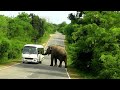 it&#39;s aggressive that&#39;s why always removes from road #wildelephant #attack