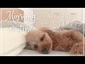 Holiday morning routine with Toy Poodle Mona