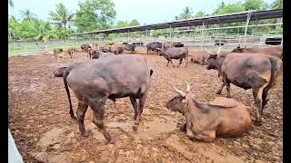 Can Cebu Become the Next Wagyu Capital? Halal Beef, Sorghum & Corn Farming Vision with Manny Piñol