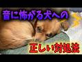 音に怖がる・反応してしまう犬への正しい対処法3選!