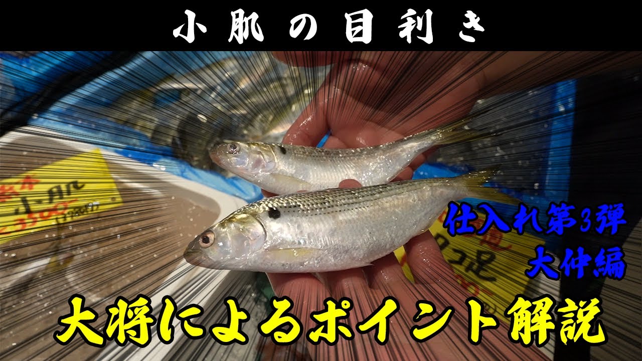 【築地市場仕入れ最終章】小肌の目利き！ホタテ、カワハギ、セイコ蟹、サンマも！！！【大仲】