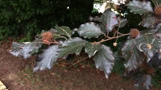 Copper Beech - leaves & fruit (mast) - August 2018