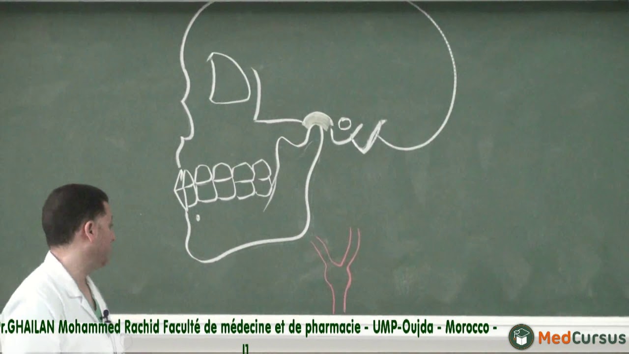 La vascularisation Artérielle - Partie 1 - / Pr. GHAILAN Mohammed Rachid fac de médecine oujda