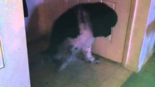Louie the Landseer Newfoundland getting his bed ready