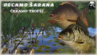 Russian Fishing 4 🐬PECAMO ŠARANA I ČEKAMO TROFEJ | WE FISH CARP |🐬 RF4