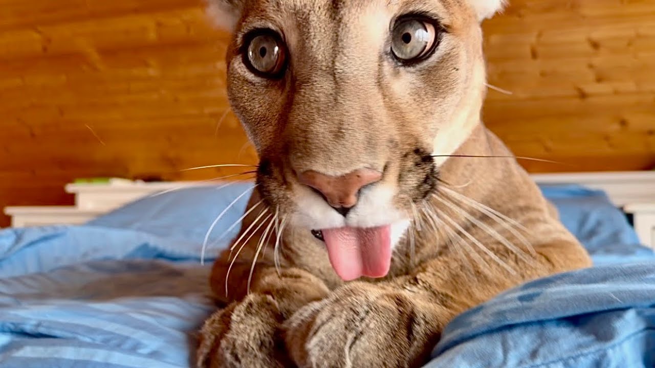 Доверие подорвано: Пума Месси не ожидал такого подвоха. ХИТРОСТЬ ВЕКА удалась!